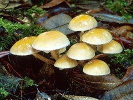 Hypholoma_capnoides(mgw-03).jpg