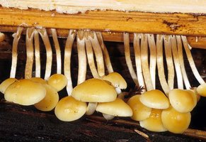 Hypholoma_capnoides(mgw-04).jpg