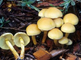 Hypholoma_fasciculare(fs-05).jpg