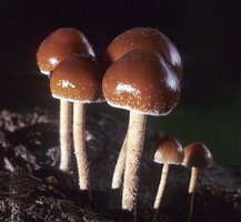 Psilocybe_coprophila(mgw-01).jpg