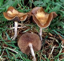 Psilocybe_cyanescens(fs-01).jpg