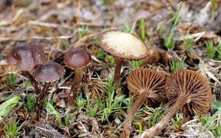 Psilocybe_montana(fs-01).jpg