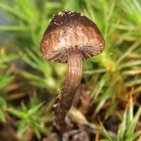 Psilocybe_montana(mgw-02).jpg