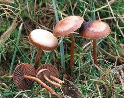 Psilocybe_subviscida(fs-01).jpg