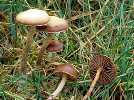 Psilocybe_subviscida(fs-02).jpg