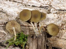 Simocybe_centunculus(fs-02).jpg