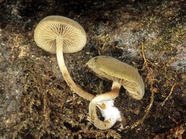 Simocybe_centunculus(rp-01).jpg