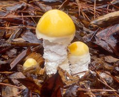 Stropharia_ambigua(mgw-04).jpg