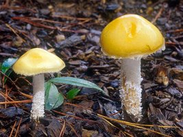 Stropharia_ambigua(mgw-05).jpg