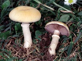 Stropharia_coronilla(fs-03).jpg