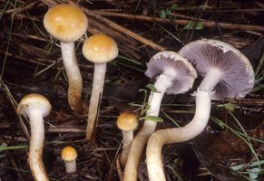 Stropharia_riparia(mgw-01).jpg