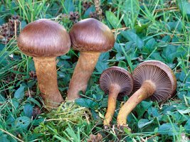 Chroogomphus_vinicolor(fs-01).jpg