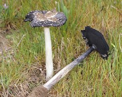 Coprinus_calyptratus(fs-04).jpg