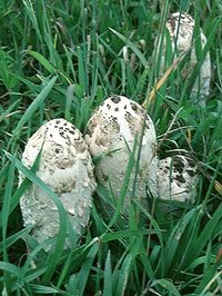 Coprinus_comatus(mb).jpg