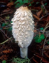 Coprinus_comatus(mgw-04).jpg