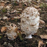 Coprinus_comatus(nw-02).jpg