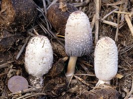 Coprinus_sterquilinus(fs-01).jpg