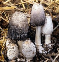 Coprinus_sterquilinus(fs-02).jpg