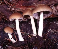 Psathyrella_candolleana(mgw-01).jpg