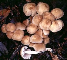 Psathyrella_candolleana(mgw-02).jpg