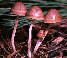 Psathyrella_gracilis(bk-01).jpg