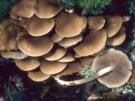 Psathyrella_hydrophila(mgw-01).jpg