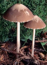 Psathyrella_longipes(ms-01).jpg