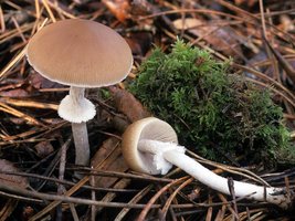 Psathyrella_longistriata(bk-01).jpg