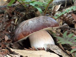 Boletus_aereus(mgw-02).jpg