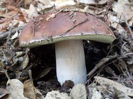 Boletus_aereus(mgw-03).jpg