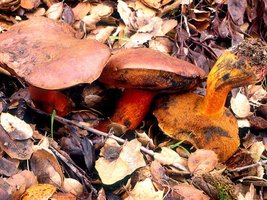 Boletus_amygdalinus(mgw-04).jpg