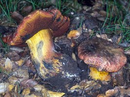 Boletus_amygdalinus(nw-01).jpg