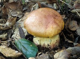 Boletus_appendiculatus(mgw-01).jpg