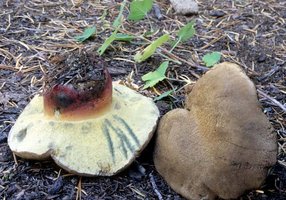 Boletus_calopus(fs-01).jpg