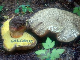 Boletus_calopus(nw-01).jpg