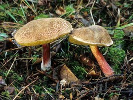 Boletus_chrysenteron(mgw-02).jpg