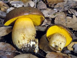 Boletus_citriniporus(fs-01).jpg