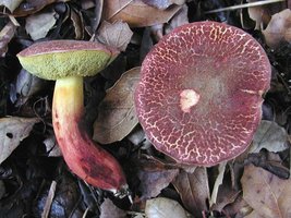 Boletus_dryophilus(nw-01).jpg