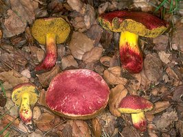 Boletus_dryophilus(nw-02).jpg