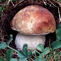 Boletus_edulis(fs-03).jpg