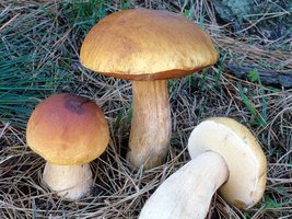 Boletus_edulis(fs-05).jpg