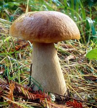 Boletus_edulis(mgw-03).jpg