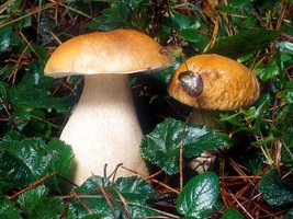 Boletus_edulis(mgw-04).jpg