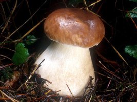 Boletus_edulis(mgw-05).jpg