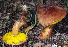 Boletus_flaviporus(mgw-01).jpg