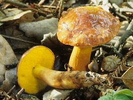 Boletus_flaviporus(mgw-02).jpg