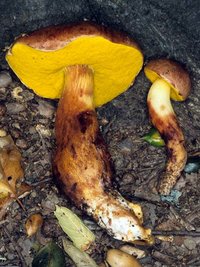 Boletus_flaviporus(rp-01).jpg