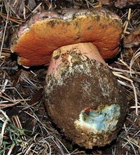 Boletus_haematinus(db-01).jpg