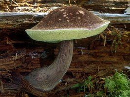 Boletus_mirabilis(mgw-01).jpg