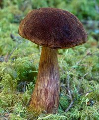 Boletus_mirabilis(mgw-02).jpg